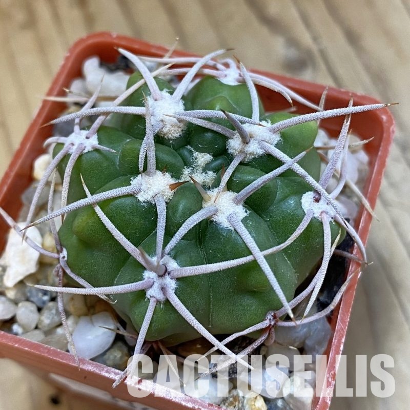 SH33439 Gymnocalycium orientale v. vikulovii TOM 15-756/1