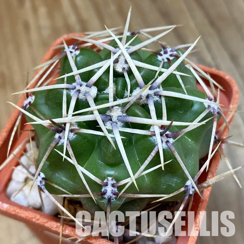 SH33440 Gymnocalycium multiflorum