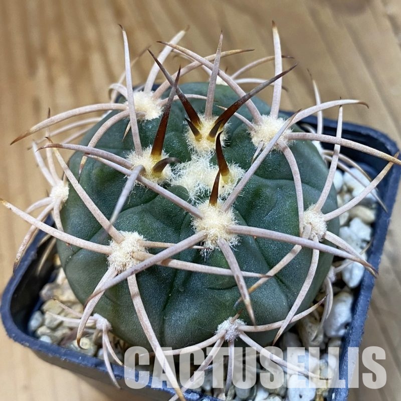 SH33441 Gymnocalycium mazanense v. polycephalum P 223
