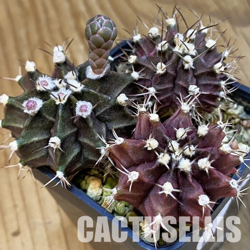SH33443 Gymnocalycium mihanovichii ‘Black Widow’ hybrid