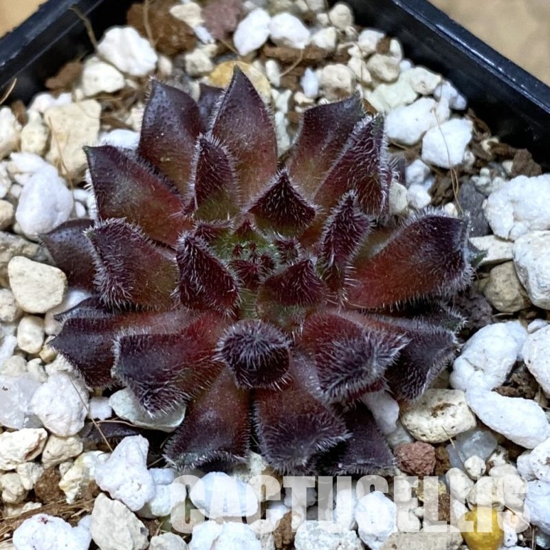 SH33462 Sempervivum ‘Red Oddity’ (cold-resistant)