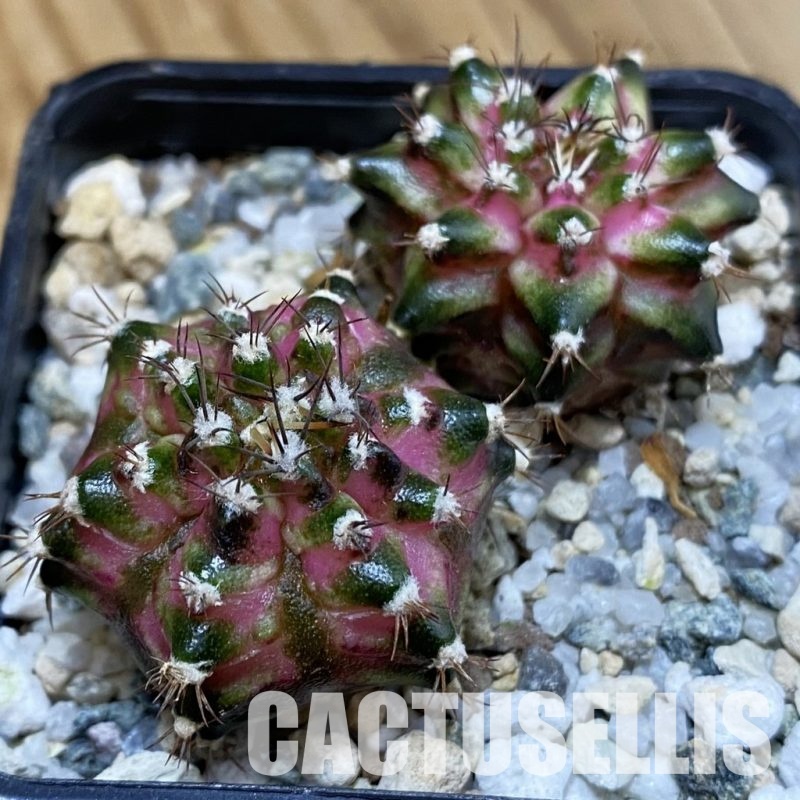 SH33444 Gymnocalycium mihanovichii ‘T-Lux’, 2 plants