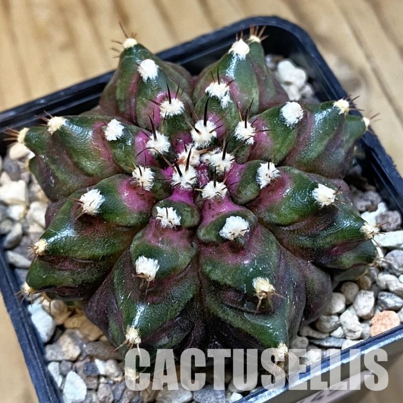 SH33445 Gymnocalycium mihanovichii ‘T-Rex’