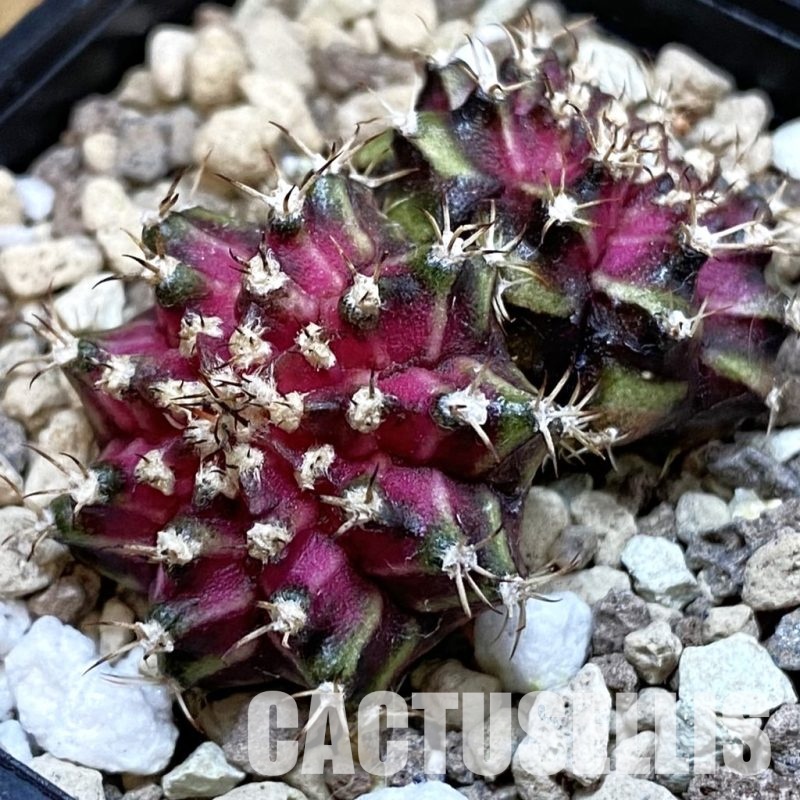 SH33446 Gymnocalycium mihanovichii ‘T-Lux’