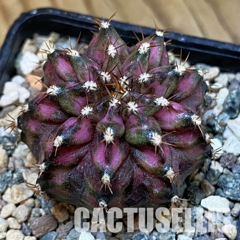 SH33447 Gymnocalycium mihanovichii ‘T-Lux’