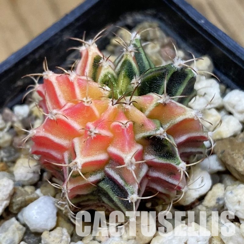 SH33448 Gymnocalycium mihanovichii f. variegata, seedling