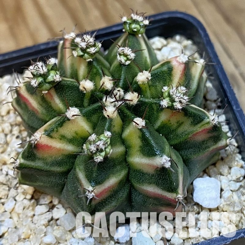 SH33449 Gymnocalycium mihanovichii 'Pink Salah'