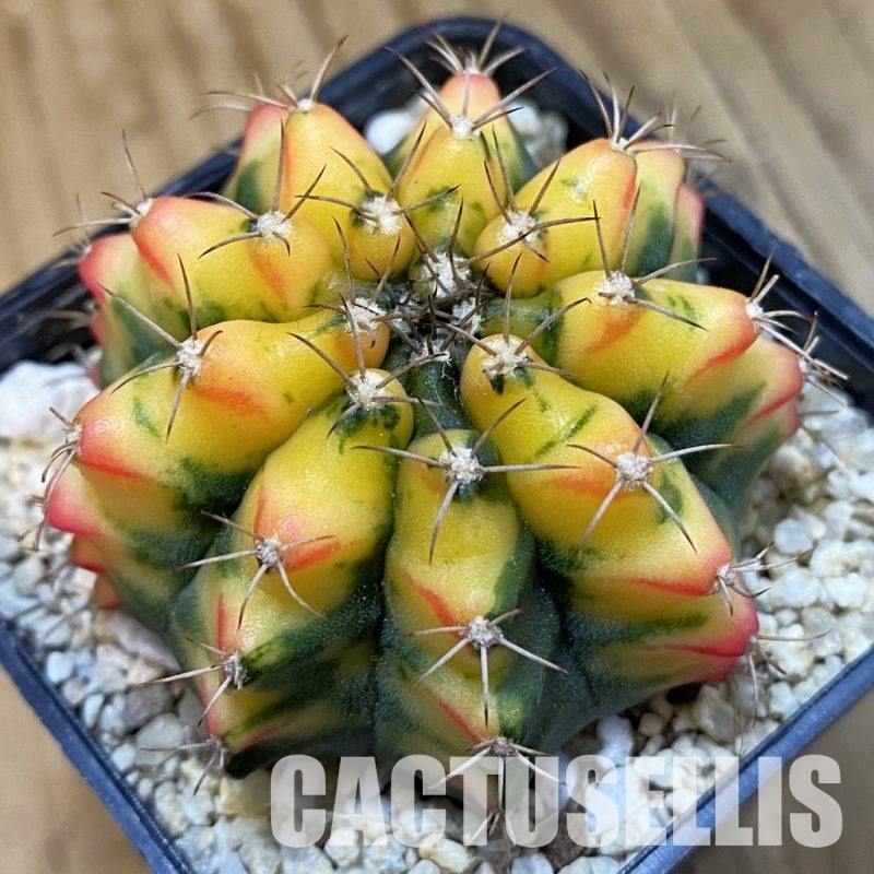 SH33450 Gymnocalycium mihanovichii f. variegata, seedling