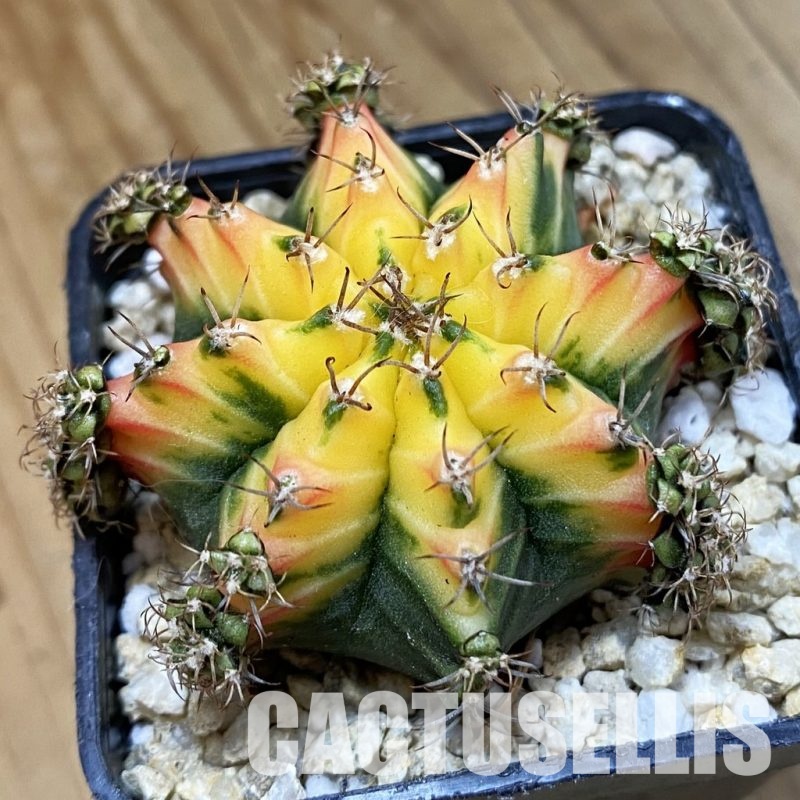 SH33451 Gymnocalycium mihanovichii ‘Multicolor’ -Taiwan-