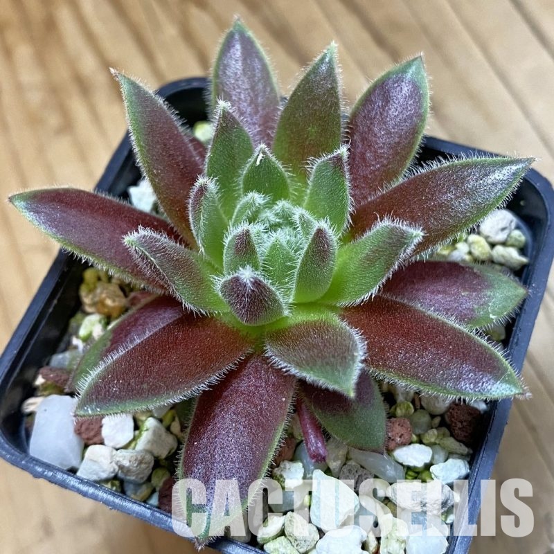 SH33463 Sempervivum 'Anistte' (cold-resistant)