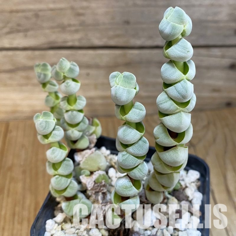 SH33452 Crassula plegmatoides