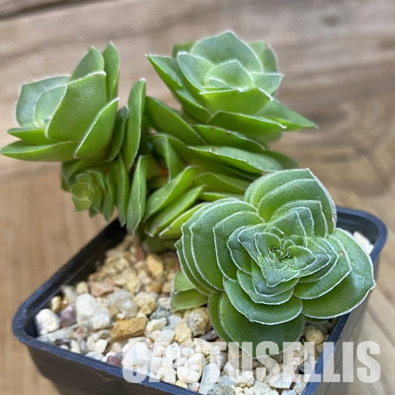 SH33453 Crassula hemisphaerica
