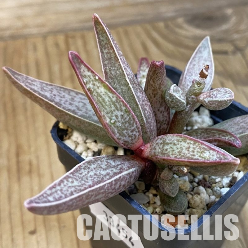 SH33454 Adromischus marianae -Richtersveld-