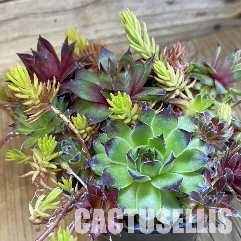 SH33464 Sempervivum mix (cold-resistant)