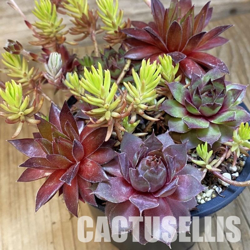 SH33465 Sempervivum mix (cold-resistant)