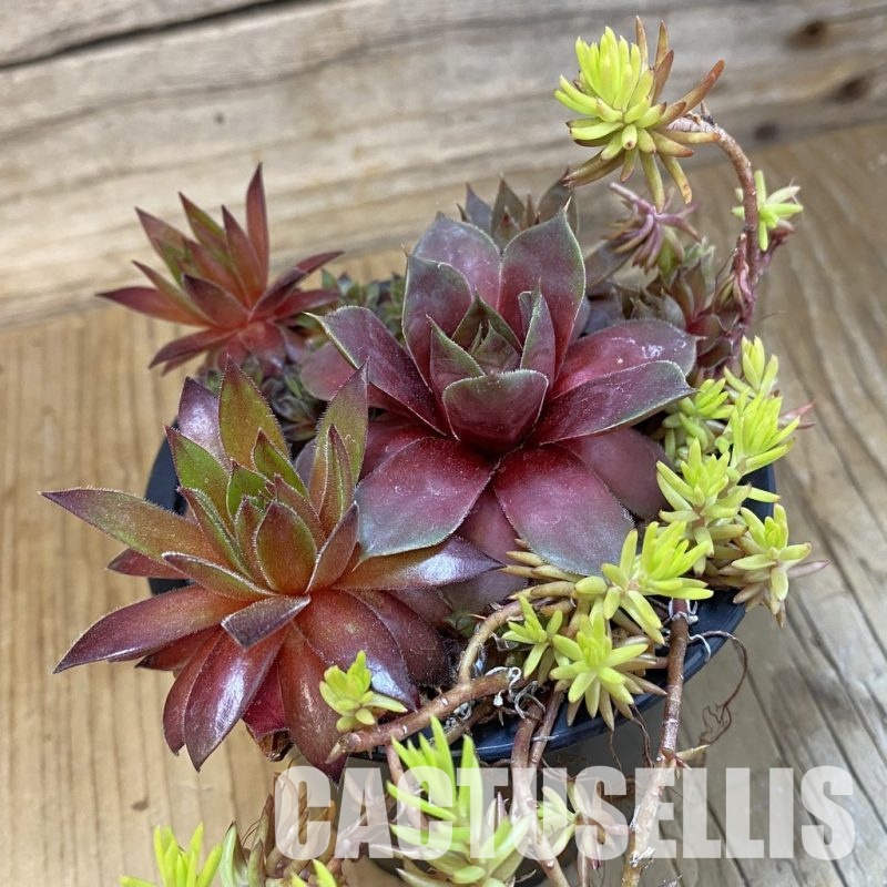 SH33466 Sempervivum mix (cold-resistant)
