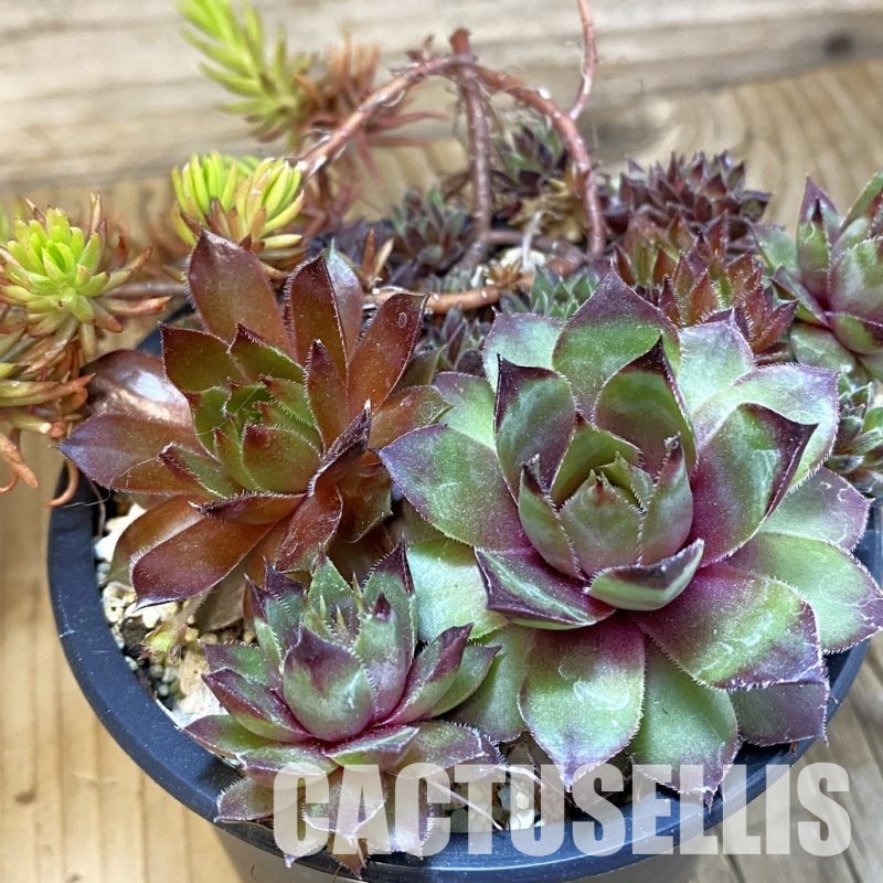 SH33467 Sempervivum mix (cold-resistant)