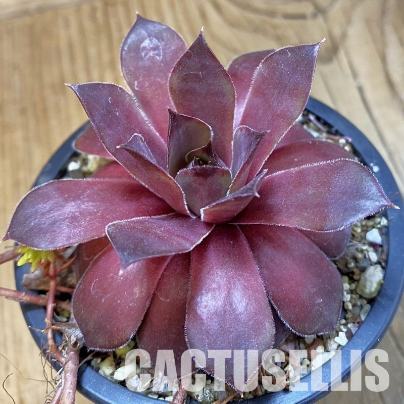 SH33468 Sempervivum 'Red Devil' (cold-resistant)