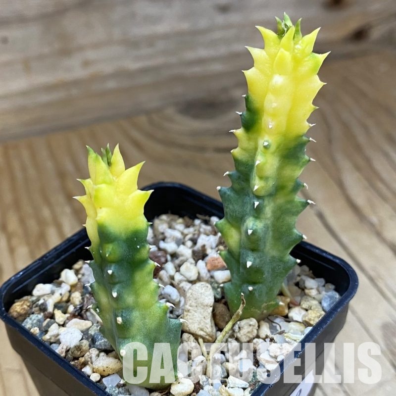 SH33469 Huernia zebrina f. variegata, 2 plants