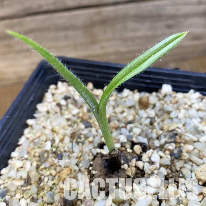 SH33470 Hypoxis obtusa silver leaf -Lupembe, Tanzania-