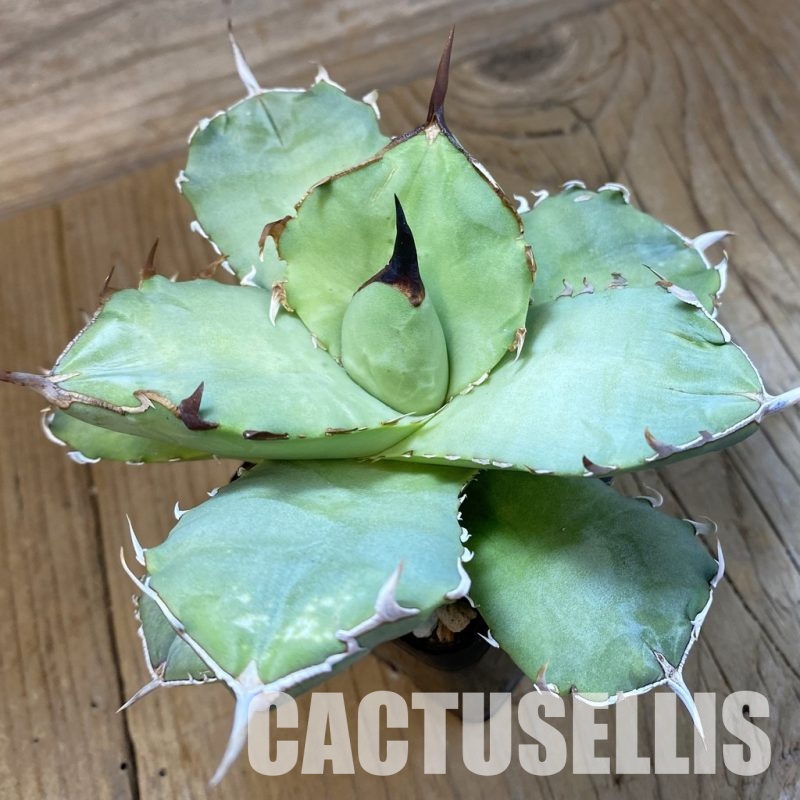 SH33456 Agave titanota compact form FO-076