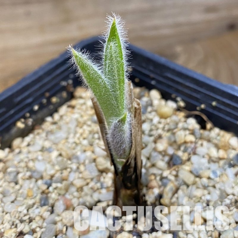 SH33471 Hypoxis obtusa silver leaf -Lupembe, Tanzania-