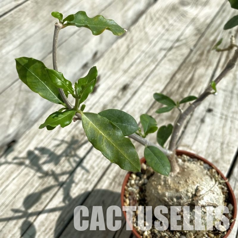 SH33473 Fockea edulis