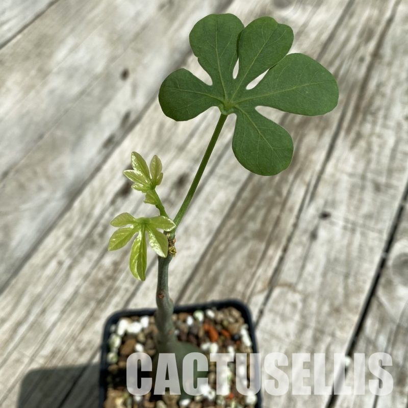 SH33475 Adenia glauca