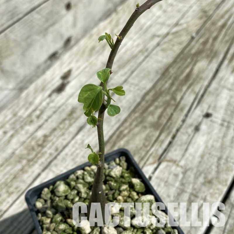 SH33476 Adenia spinosa
