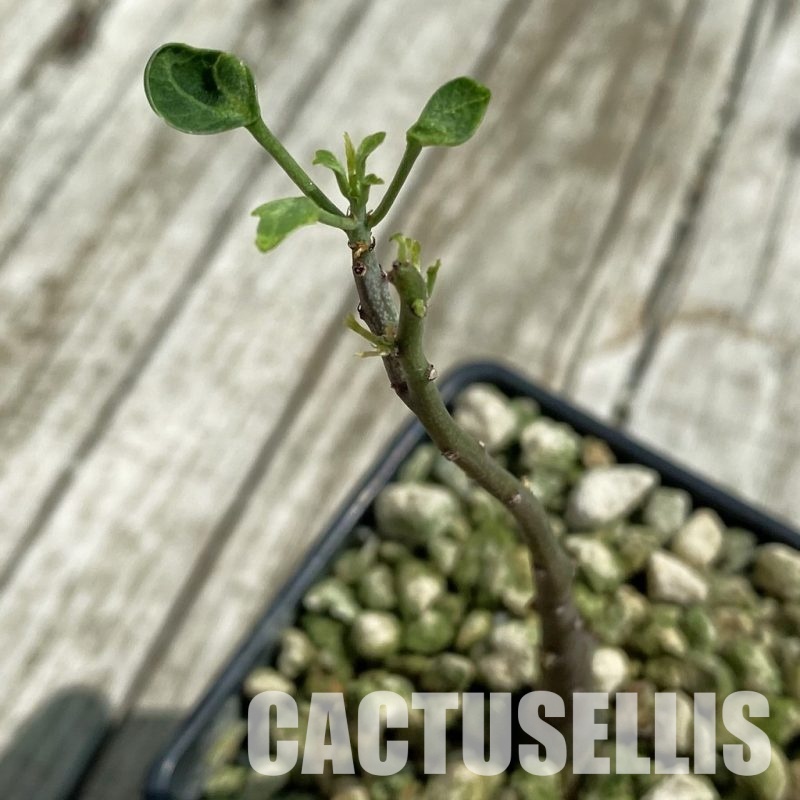 SH33477 Adenia spinosa