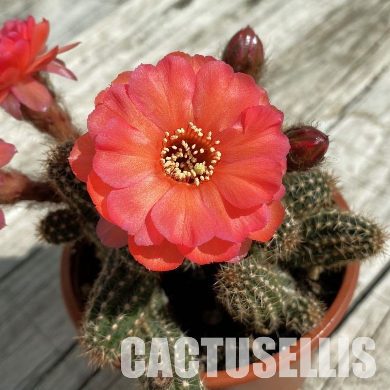 SH33495 Chamaelobivia hybrid