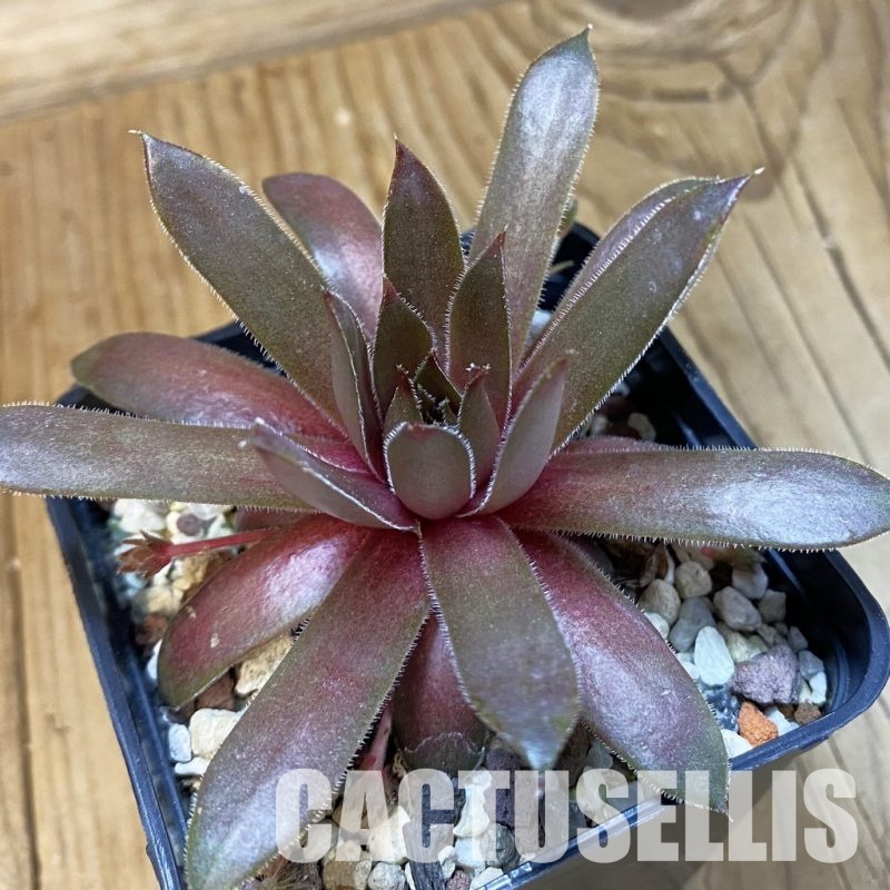 SH33460 Sempervivum 'Happy' (cold-resistant)