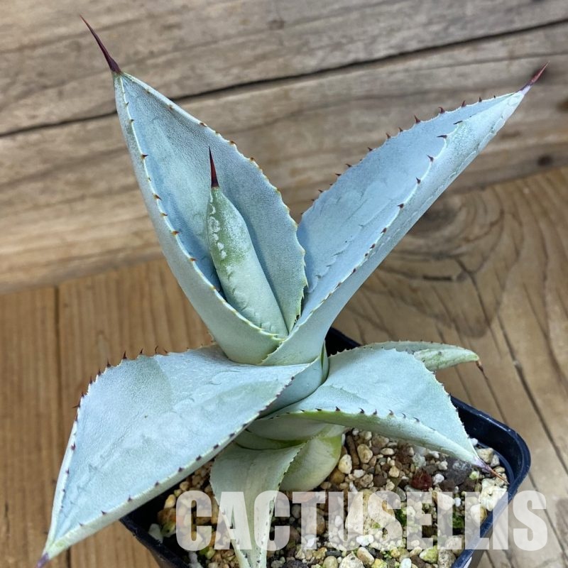 SH33457 Agave pygmaea 'Dragon Toes'