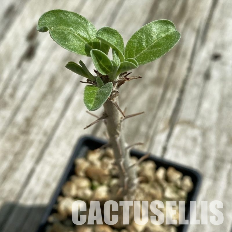 SH33478 Sesamothamnus lugardii
