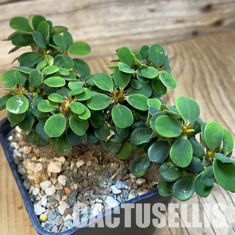 SH33479 Euphorbia milii f. cristata