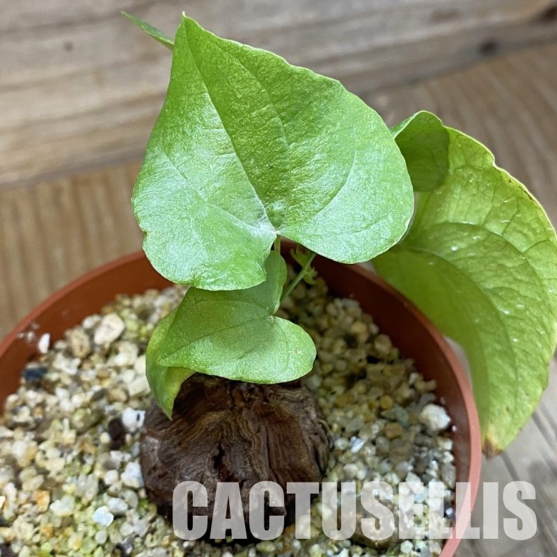 SH33480 Dioscorea elephantipes
