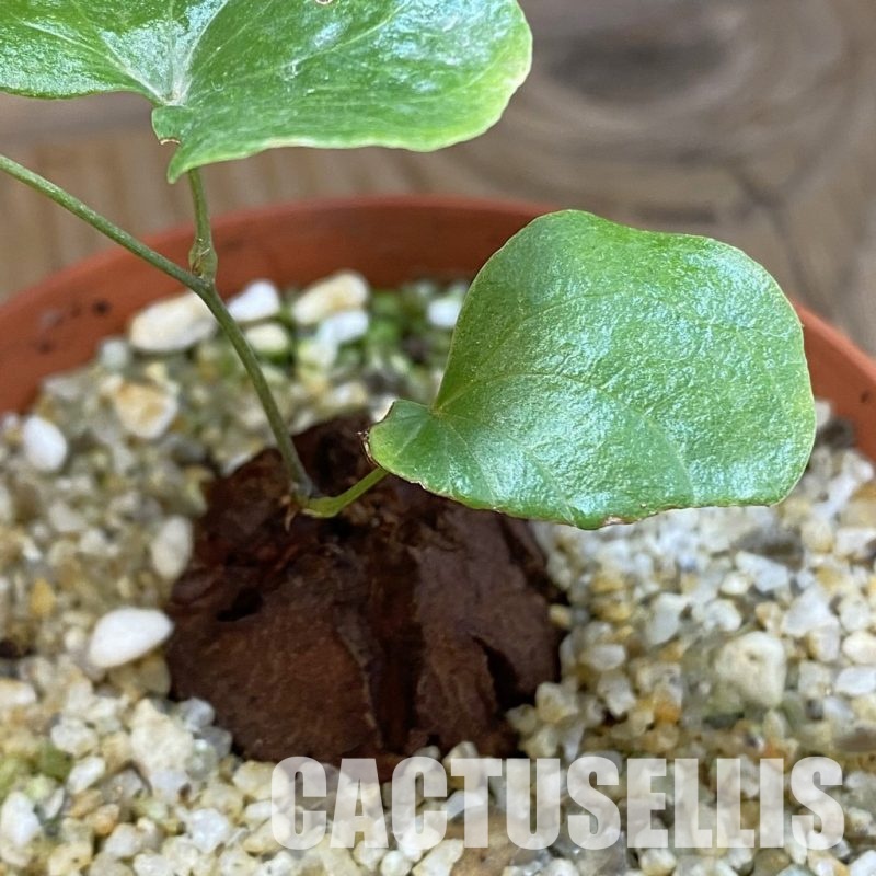 SH33481 Dioscorea elephantipes