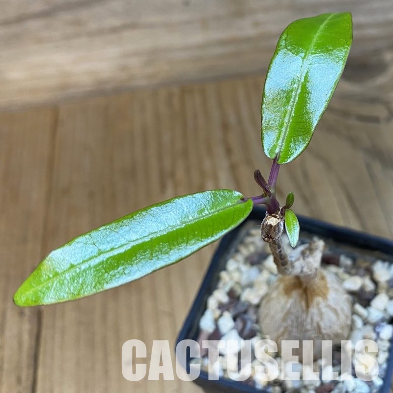 SH33482 Fockea natalensis