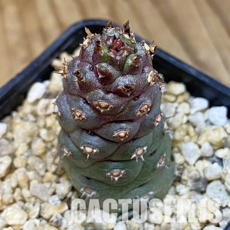 SH33483 Monadenium ritchiei v. marsabitense