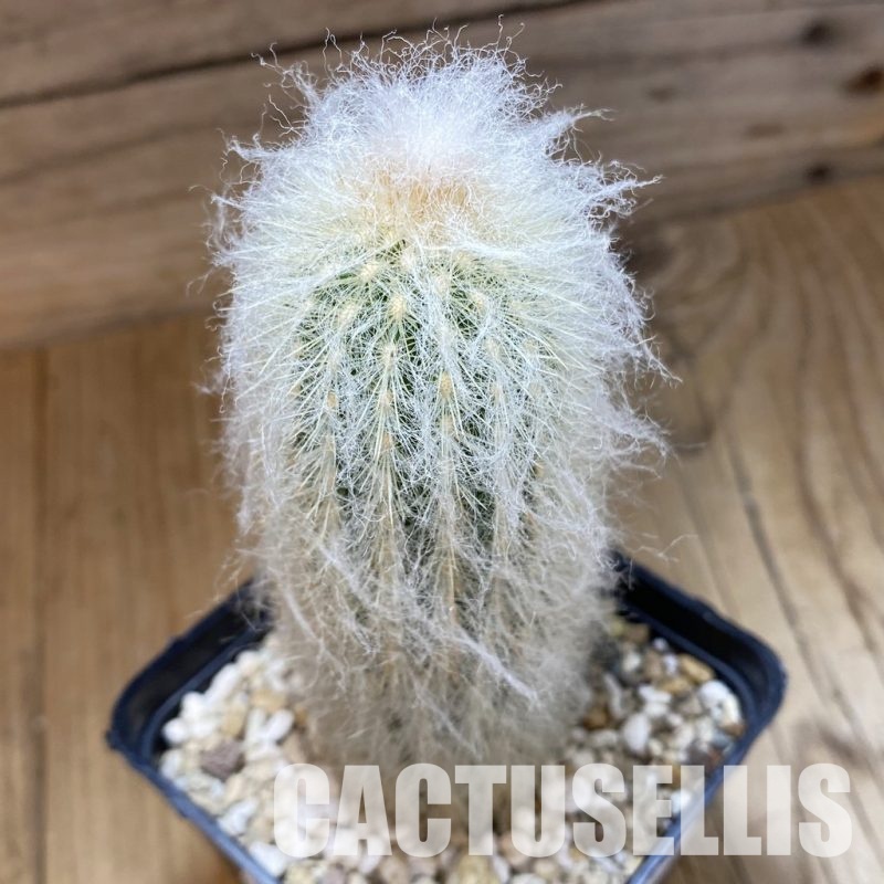 SH33526 Espostoa lanata