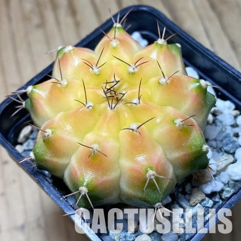 SH21673 Gymnocalycium mihanovichii ‘Neon’ hybrid