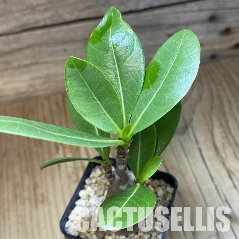SH30785 Adenium arabicum ‘Black Body’