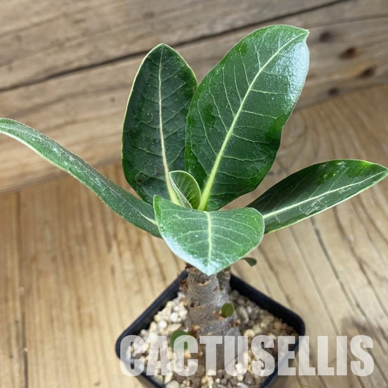 SH27449 Adenium arabicum ‘Black Body’