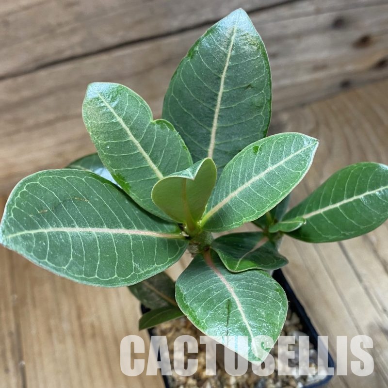 SH26515 Adenium arabicum ‘Black Body'