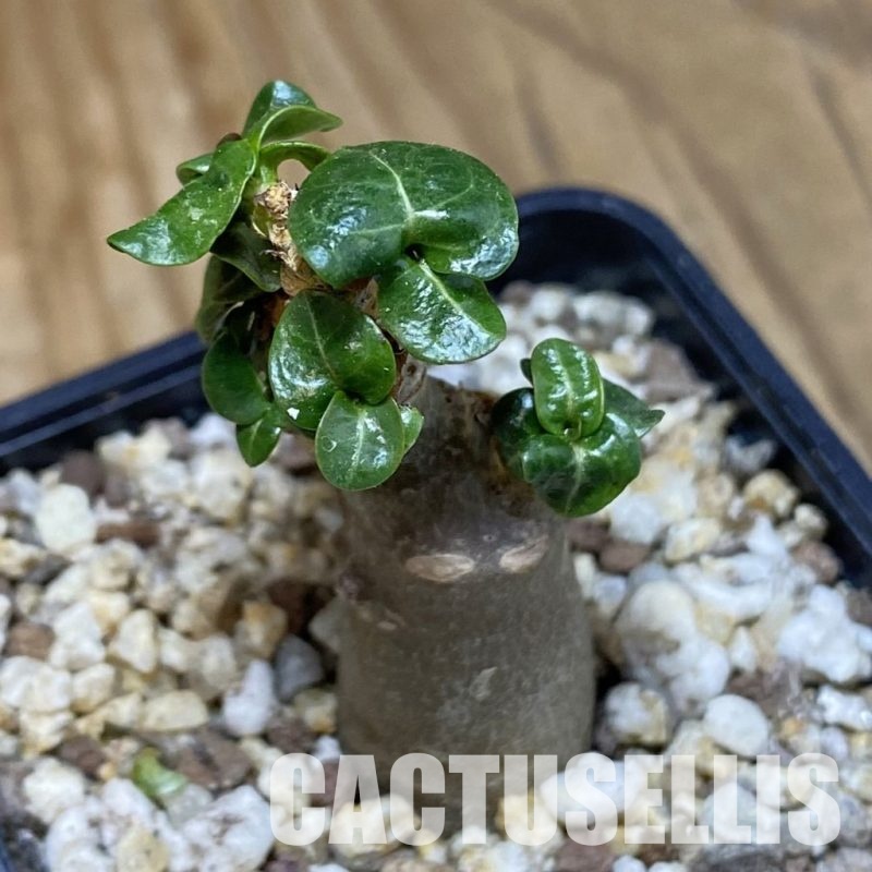 SH31595 Adenium arabicum DHA