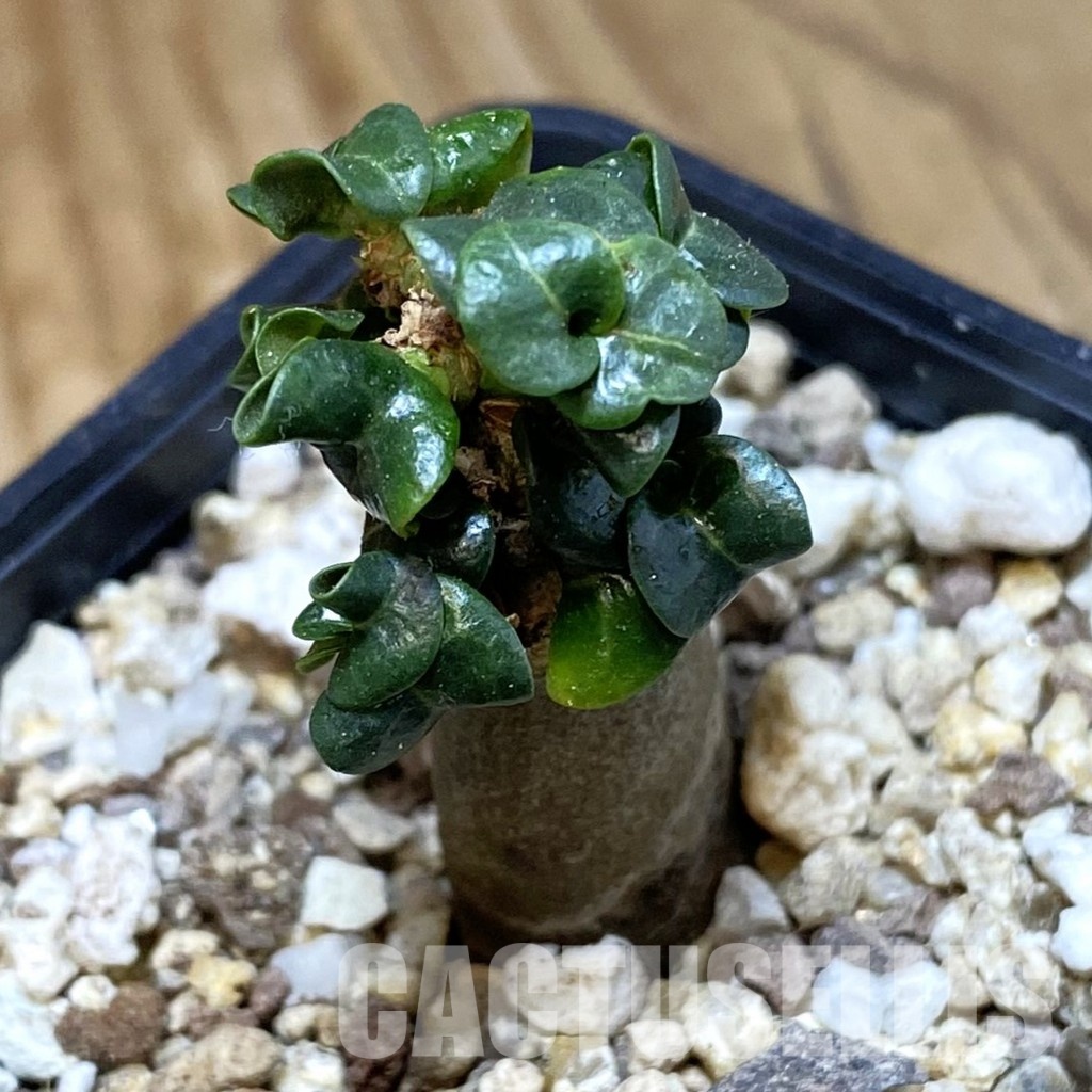 SH32181 Adenium arabicum DHA