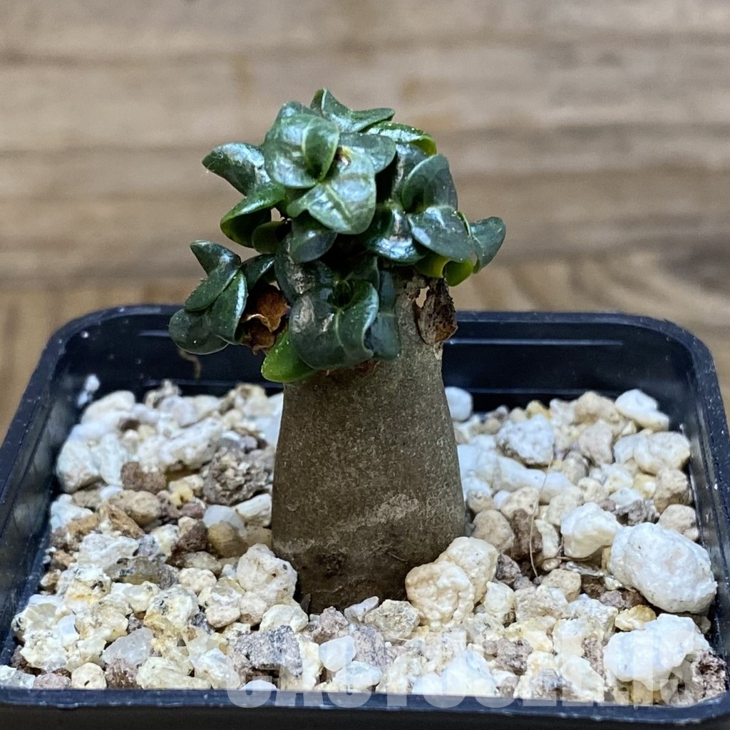 SH32181 Adenium arabicum DHA - Image 2