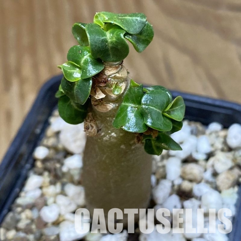 SH23014 Adenium arabicum DHA