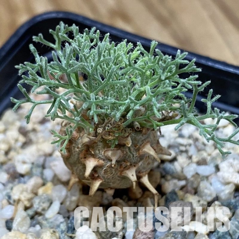 SH33528 Sarcocaulon peniculinum