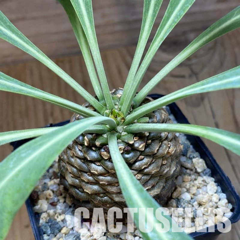 SH33529 Euphorbia bupleurifolia